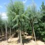 Tamarisk